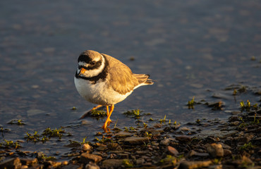 Bird Flights on the Spanish Coast!