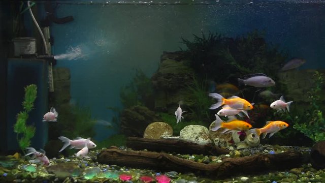 Beautiful fishes of different sizes swim in transparent aquarium water. Colorful aquarium tank filled with stones, wooden branches, seaweed and air pump that provides oxygen bubbles for fishes.