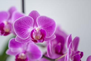 Nahaufnahme Bltüte einer pinken Orchidee