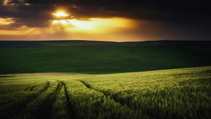 sunset over green field