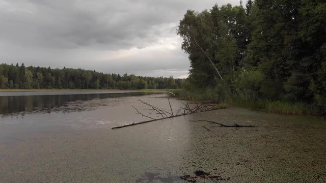 Water caltrop chestnut covered fallen dead trees in beautiful lake low over water aerial