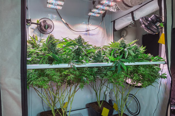 Shot of a cannabis plants growing in a grow tent during flowering stage