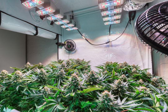 Shot of a cannabis plants growing in a grow tent during flowering stage