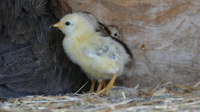 A group of small cute chicks walks in the henhouse. Close up of colorful few days old chickens with their mother in a chicken coop. Poultry farming, in 4K (3840x2160) resolution