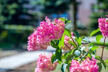 Obraz premium Flowers on the street , Hydrangea . Flower background summer or spring . 
