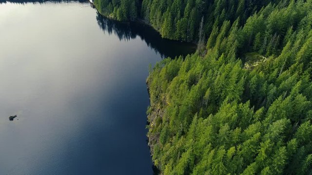 Aerial view of slowly moving water and sunny morning in Canadian mountains covere with green pine trees