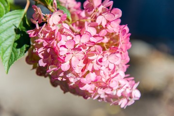 Flowers on the street , Hydrangea  .   Flower background summer or spring . 