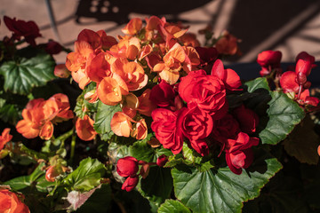 bouquet of red roses