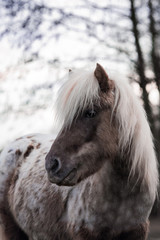 Portrait eines kleinen Ponys