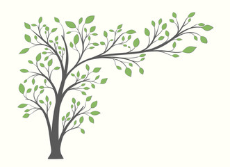 Tree with long branches with green leaves isolated on a light background