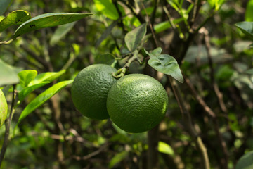 lemons on tree