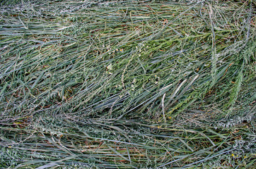 Natural green sloping grass field background