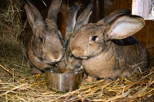 Fototapeta Wspólny posiłek królików 