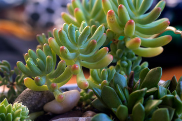 Succulent plants in shot close up.