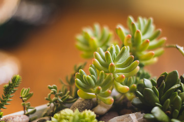 Succulent plants, rock and leafs make a nice natural image.