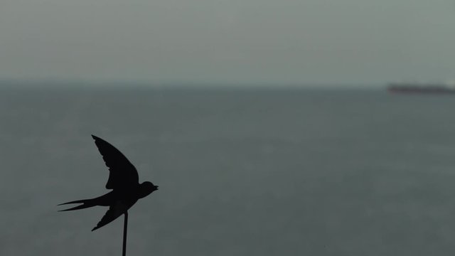 A cargo ship in a sea on a gloomy day. A bird silhouette in the foreground.