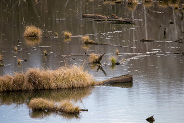 beautiful landscape of marshland
