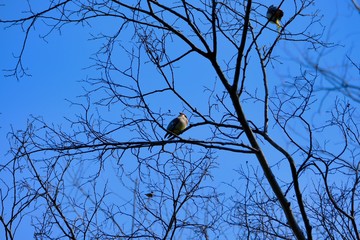 japanese waxwing is on branch