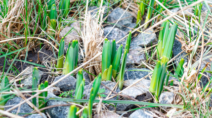 Green leaves of daffodils among the stones. Hello spring