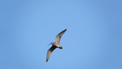 Bird in flight