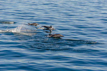 Fototapeta premium Delfín Común