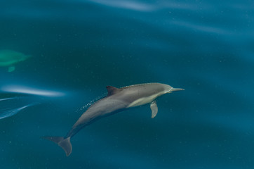 Obraz premium Delfín Común