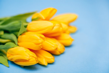 Obraz premium Bukiet pięknych żółtych tulipanów leży na niebieskim tle. Koncepcja święta to 8 marca, Dzień Kobiet, Walentynki, święto, dzień matki, baner. Miejsce na tekst. kartka z życzeniami
