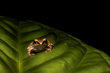 macro of pristimantis