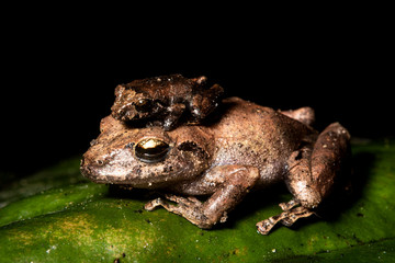 two frogs on Cauca Colombia