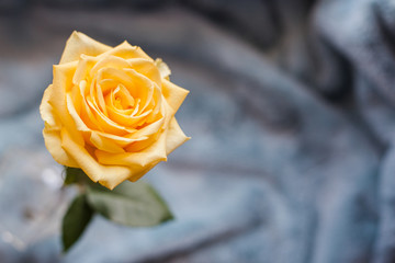 Yellow rose. A close-up of beautiful rose.