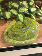 Huge green snake