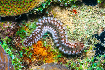 Bearded fireworm at night