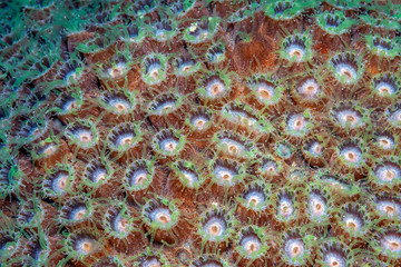 Star coral extended at night © John Anderson