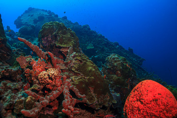 Caribbean coral garden