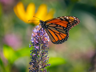 monarch butterfly,Danaus plexippus,
