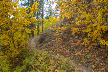 Fototapeta premium autumn in the park