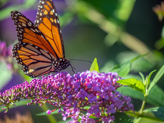 monarch butterfly,Danaus plexippus,