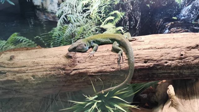 Small lizard relaxing on a big tree. Reptile leisure and relax.