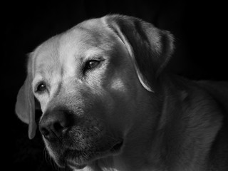 Labrador