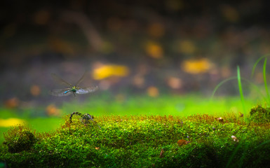 autumn leaves on green grass