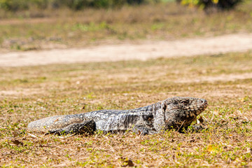 Tegu #2