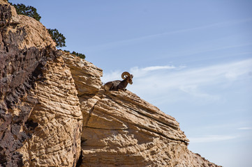 Fototapeta na wymiar Desert Bighorn Sheep Sitting On A Mountain Ledge