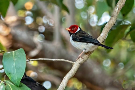 Yellow-billed Cardinal