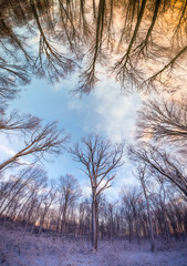 trees in winter