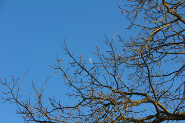 moon on a background of blue sky and tree branches