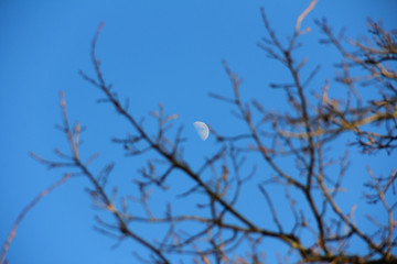 moon on a background of blue sky and tree branches
