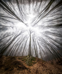 Obraz premium Tree in the forest