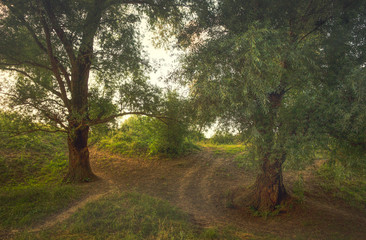Naklejka premium road in the forest