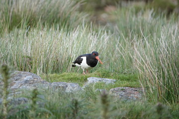 bird in the grass