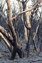 Burnt trees aftermath of Australian bushfire
